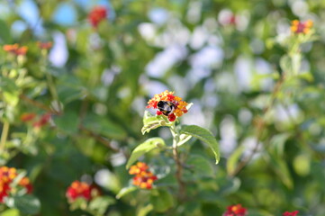 abeja recolectando polen de las hojas