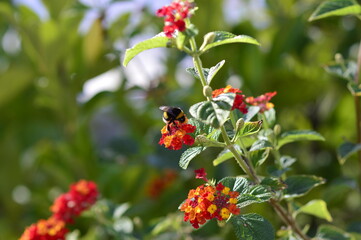 abeja recolectando polen de las hojas