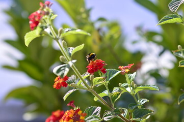 abeja recolectando polen de las hojas