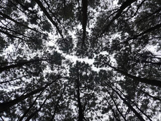 Fototapeta premium Pine tree view from below