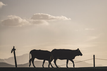 Two cows go to pasture in the evening at sunset with mountains in background in Tajikistan