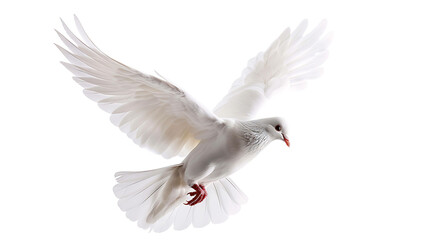 Fototapeta premium A beautiful white dove is flying with its wings spread wide. The dove is a symbol of peace and hope.