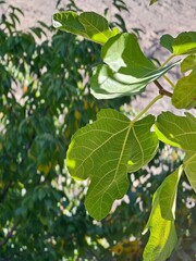 green fig tree , Nature at its finest