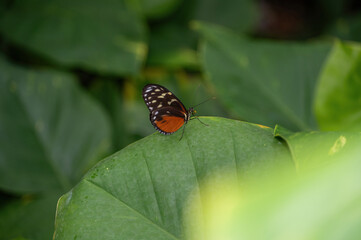 Beautiful exotic red black butterfly on a leaf