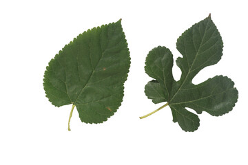 mulberry   (Morus alba) leaves isolated on white