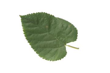 Fototapeta premium A heart-shape mulberry (Morus alba) leaf