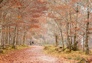 In autumn, Germany’s Königssee becomes a serene mirror, reflecting fiery trees and rugged peaks. At its end, the idyllic St. Bartholomä Church stands in quiet beauty, a timeless lakeside gem.