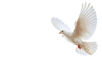 Fototapeta premium A beautiful white dove is flying with its wings spread wide. The dove is a symbol of peace and hope.