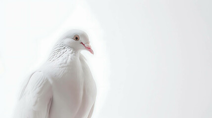 Obraz premium A beautiful white dove with a soft, peaceful expression in its eyes.