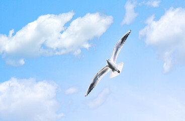 Seagull bird flying against a blue sky with clouds on a clear day, copy space