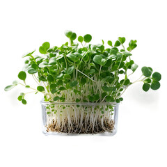 Fresh and Nutritious Young Green Microgreens with Roots, Perfect for Health-Conscious Meals and Gourmet Dishes in Modern Cuisine