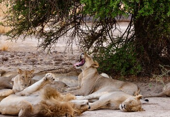 Yawing lion sitting under tree with its pride