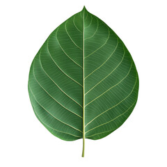Obraz premium Bodhi Leaf Symbolizing Enlightenment, Isolated Green Leaf on White Background, Represents Spiritual Growth and Peaceful Reflection