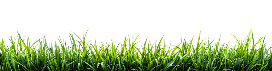 Fototapeta premium grass and flowers for graphics resources element, transparent or white background with copy space