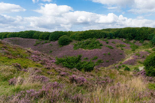Blooming Heather plants in Rebild Bakker in Denmark
