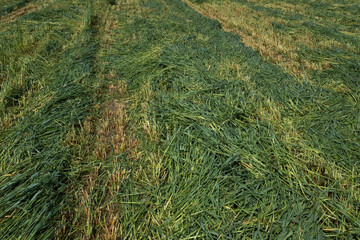 Freshly Cut Grass Field with Visible Track Lines in Rural Landscape. Rural life, agricultural practices, and the beginning stages of hay or silage production. High quality photography