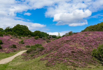 Blooming Heather in Rebild Bakker in Denmark