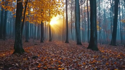 Fototapeta premium Misty November forest with fallen leaves and a soft sunrise, capturing a serene autumn mood