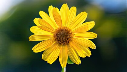 Fototapeta premium Yellow flower cutout isolated on a clear background