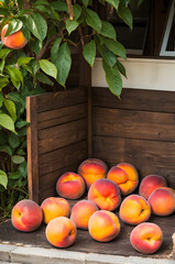 apricots and peaches