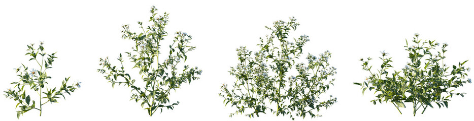 Set of Aster albescens (Shrubby aster) frontal isolated png on a transparent background perfectly cutout