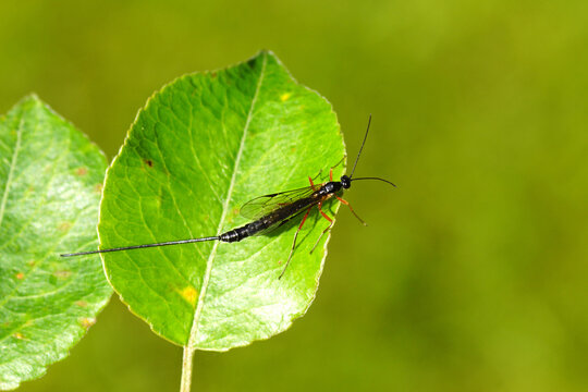 Female Ichneumon wasp with a long ovipositor on a pear leaf. Dolichomitus-complex, subfamily Pimplinae, family Ichneumonidae. Summer, Netherlands