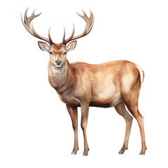 Fototapeta premium Watercolor Isolated Reindeer with Large Antlers Standing