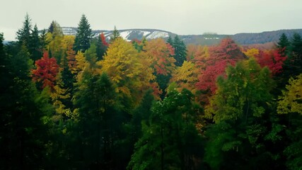 Camera captures the transformation of a deciduous forest through all four seasons, leaves bud, grow, change color, and fall as snow comes and goes