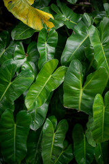 Leaves background Leaves in the tropical rainforest of Asia in the tropics.