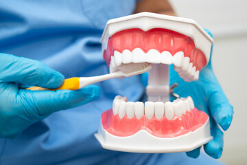 Doctor clean teeth denture with toothbrush for teach patient and dentist studying about dentistry.