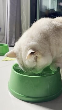 Cat eating food in green bowl