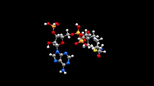 Structure of coenzyme A (CoA). Animated 3D ball-and-stick and space-filled models, black background.