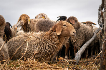 a sheep farm. Standing and staring breeding agriculture animal. Sheep outdoors.