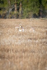 A herd of Pronghorn in Grand Teton National Park