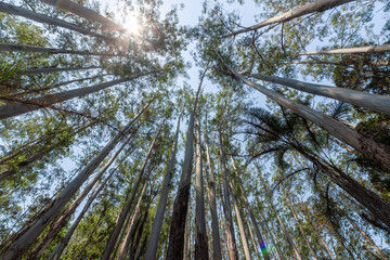 Sunlight streams through towering eucalyptus trees, casting a warm glow in the forests of Manica, Mozambique