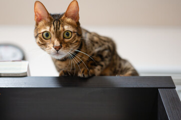 高い所に登る猫（ベンガルキャット）