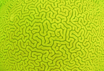 a brain coral on a reef in the caribbean sea
