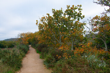 Jolis feuillages aux couleurs d'automne