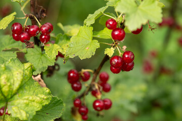 Freshly Picked Blueberries Ready for Harvest: Natures Sweet Delight.