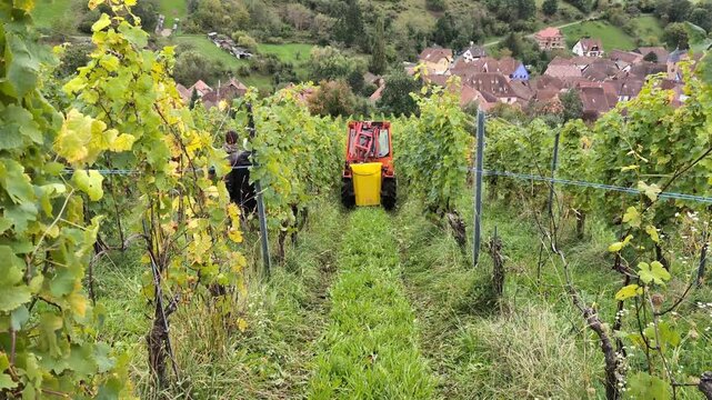 Tractor loaded with fresh grape and workers finished their work between vines goes down the hill during harvesting period in Alsace, France. 