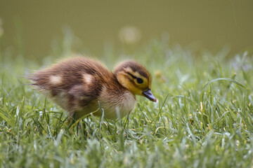 sweet baby duck in the grass
