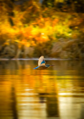 Fototapeta premium kingfisher fly by in golden hour