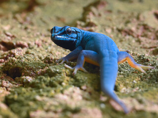 blue lizard on the rocks