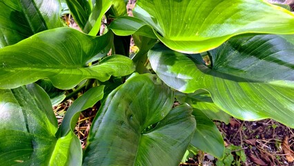 Garden plant with large green leaves, summer, sunny day