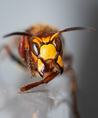 close up of a bug on a leaf hornet wasp