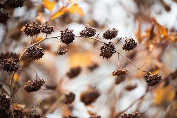 Suche kwiaty Pęcherznica kalinolistna (Physocarpus opulifolius) w mrozie o świcie © Elżbieta Kaps