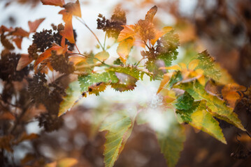 Suche kwiaty Pęcherznica kalinolistna (Physocarpus opulifolius) w mrozie o świcie