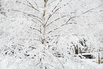 Winter forest white background. Beautiful snowy scenery in the forest. White snow-covered trees.
