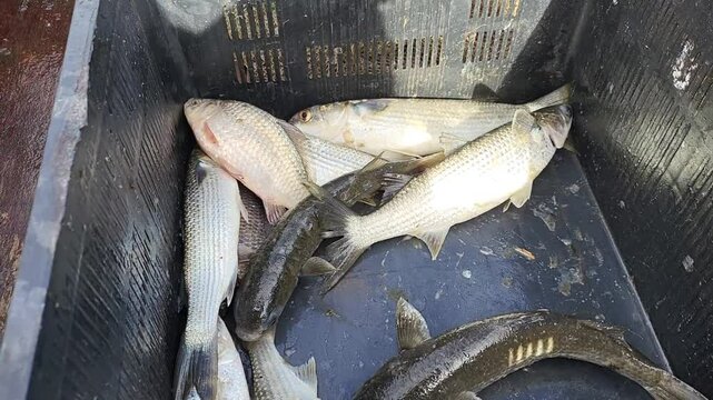 Live mullet fish in a box, successful fishing
