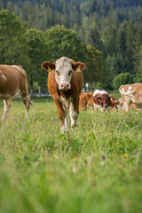 Fototapeta premium cows in the meadow
